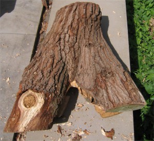 torso0102
